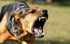 Đồng Nai xuất hiện thêm ổ dịch chó dại tại Trảng Bom
