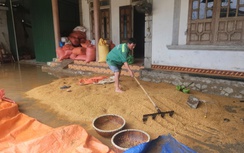 Hà Tĩnh: Hàng nghìn tấn lúa chìm trong nước lũ, nông dân khóc ròng