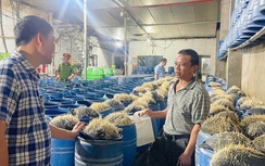 Lào Cai: Hai cơ sở sản xuất hàng trăm tấn giá đỗ "tắm" hóa chất độc hại