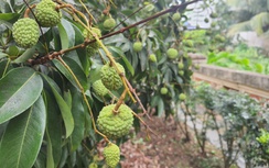 Cây vải tổ hơn 200 năm tuổi ở Thanh Hà trĩu quả, hứa hẹn vụ mùa bội thu