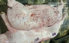 Cục Chăn nuôi và Thú y chỉ đạo kiểm tra hoạt động của Công ty Chăn nuôi CP tại Sóc Trăng