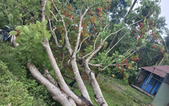 Trà Vinh: Đi xe máy vướng vào đường dây điện, 2 thanh niên bị giật tử vong