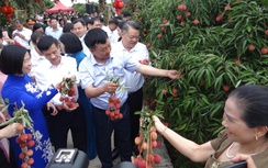 Hải Dương: Mở đầu một vụ vải thắng lợi