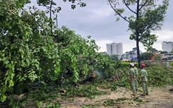 Khoảnh khắc cây bồ đề cao 20m bật gốc đổ xuống đường, đè trúng người đi xe máy