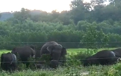 Voi rừng lại xuất hiện gần khu dân cư, phá hoại hoa màu của người dân