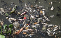 Cá chết la liệt trên kênh Nhiêu Lộc - Thị Nghè sau mưa lớn