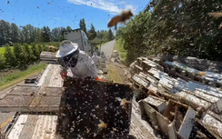 Cảnh tượng hy hữu xe tải lật, 250 triệu con ong vỡ tổ bay dày đặc