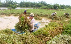 Lũ dữ bất thường gây nhiều thiệt hại, người dân Quảng Trị, Huế nỗ lực khắc phục