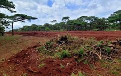 Gia Lai: Phát hiện 11 hố thông cổ thụ bị đào khỏi rừng