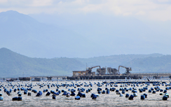 Xử lý dứt điểm tình trạng nuôi trồng thủy sản lấn chiếm vịnh Cam Ranh