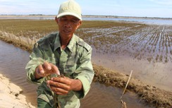 Xót xa hàng nghìn ha lúa ở Quảng Trị ngập úng sau đợt lũ bất thường