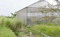 Dự án trồng cây dược liệu thất bại, người dân Hà Tĩnh mong trả lại đất