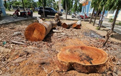 Gia Lai: Xác minh việc UBND phường chặt cây cổ thụ trong khuôn viên đem bán