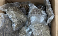 Tuyên Quang: Triệt phá đường dây buôn bán cần sa, thu giữ 10kg chất gây nghiện
