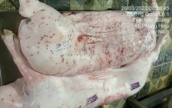 Truy trách nhiệm người đóng dấu đủ điều kiện bán ra thị trường cho lợn bệnh của CP