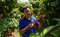 Đa dạng sản phẩm chế biến từ vải thiều Bắc Giang - nâng tầm đặc sản vùng miền