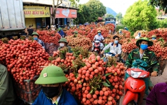 Đặc sắc chương trình du lịch “Vải thiều Lục Ngạn - Tinh hoa trái cây Việt"