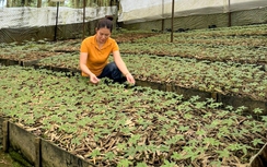 Tỉnh Quảng Nam cho phép Thaco khảo sát dự án sản xuất sâm Ngọc Linh