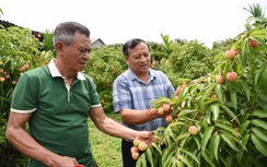 Bắc Giang: Gần 2.000 tấn vải thiều đã xuất ngoại