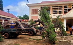 Gia Lai: Bị phát hiện chở thông khủng dáng bonsai, hai tài xế "bỏ của chạy lấy người"