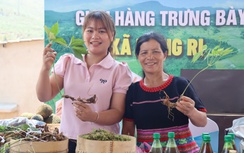 "Tri thức về sâm Ngọc Linh" ở Kon Tum được công nhận là di sản quốc gia