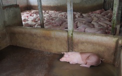 Hậu Giang: Sẽ xử lý nghiêm viên chức để xảy ra sai phạm trong kiểm soát giết mổ động vật