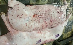 Công bố kết quả kiểm tra lò mổ của CP bị tố có heo bệnh tại Hậu Giang