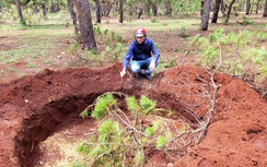 Gia Lai: Làm rõ nguồn gốc hai cây thông khủng vận chuyển lúc rạng sáng