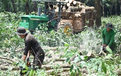 Đồng Nai yêu cầu sớm cưa cây, bàn giao đất làm đường kết nối sân bay Long Thành