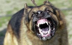 Đắk Lắk: Thanh niên tử vong sau 20 ngày bị chó cắn