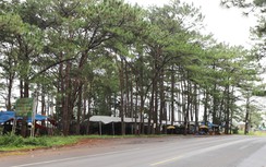 Lâm Đồng vận động chấm dứt xây dựng hàng quán trái phép trong rừng thông, dọc quốc lộ 14