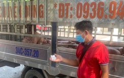 Phú Thọ: Phát hiện, điều tra vụ vận chuyển 1,6 tấn thịt lợn nhiễm bệnh