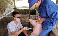 Đà Nẵng xử lý ổ dịch tả lợn châu Phi tại phường Quảng Phú