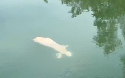 Phát hiện nhiều con lợn chết trôi trên kênh thủy lợi ở Đà Nẵng