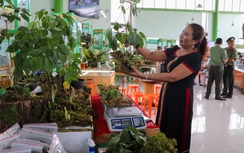 Vì sao Đà Nẵng dừng tổ chức lễ hội quốc tế Sâm Ngọc Linh 2025?