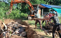 Gia Lai lập bốn chốt trực chiến 24/24h ngừa dịch tả lợn châu Phi thâm nhập