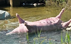 Đà Nẵng chỉ đạo khẩn vì dịch tả lợn châu Phi diễn biến phức tạp