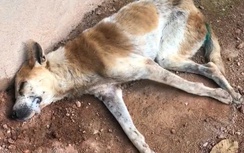 Quảng Ngãi khoanh vùng dập ổ dịch chó dại