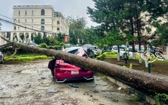 Lâm Đồng: Mưa lớn, nhiều ô tô bị cây cổ thụ ngã đè hư hỏng, biến dạng