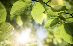 Bước đột phá với thiết bị năng lượng "lá nhân tạo"