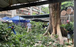 Đốn hạ cây gòn cổ thụ cao 30m bật rễ đe dọa hàng chục hộ dân ở Thanh Đa