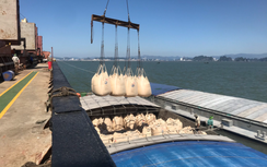 Nhu cầu tiêu thụ xi măng trong nước tăng vào các tháng cuối năm 2025