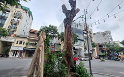 Cần sớm thay nhiều cây xanh đô thị chết khô ở Hà Nội