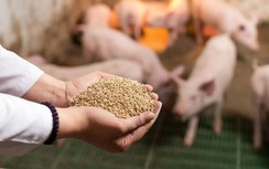 Bất nhất trong tính thuế giống và thức ăn chăn nuôi