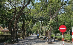 Huế: Rà soát cây xanh đô thị đảm bảo an toàn trước mùa mưa bão
