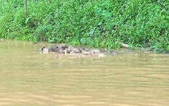 Nghệ An: Phát hiện 2 thi thể trôi dạt trên lòng hồ thủy điện Hủa Na