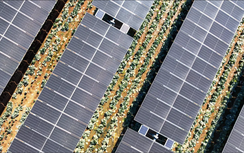 Phát hiện đáng kinh ngạc khi trồng cây dưới các tấm pin mặt trời
