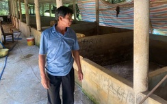 Huế: Tiêu hủy hơn 500 con lợn bị mắc dịch tả lợn châu Phi