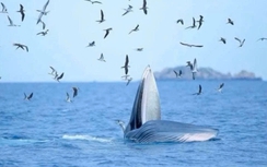 Cá voi xuất hiện đùa nghịch, bắt mồi trên vịnh Nha Trang