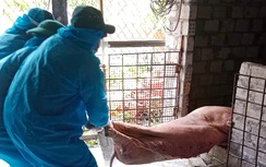 Quảng Ngãi: Một tháng, tiêu hủy gần 49.000 con lợn mắc dịch tả châu Phi